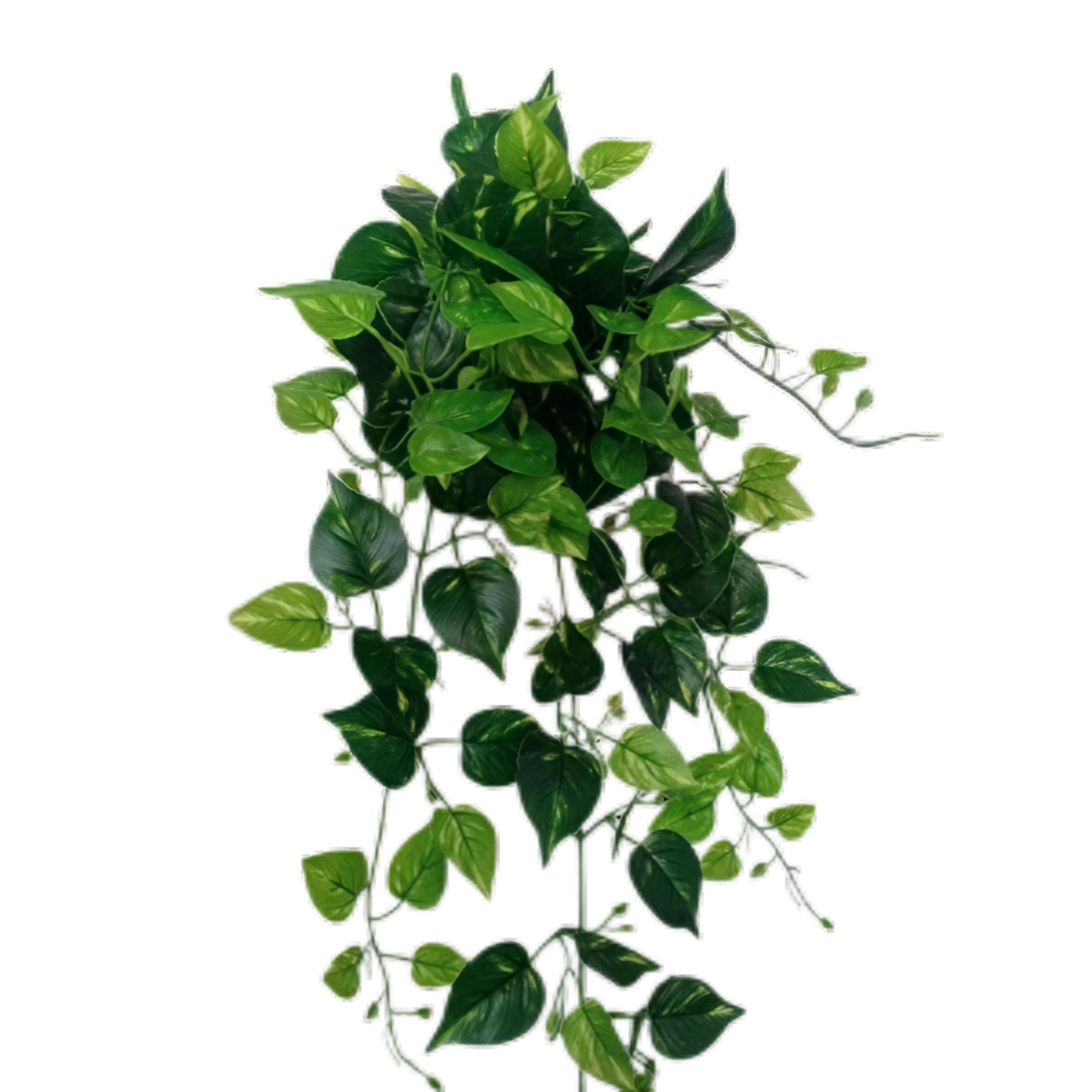 Artificial Pothos Creeper 80cm x 5 bunches