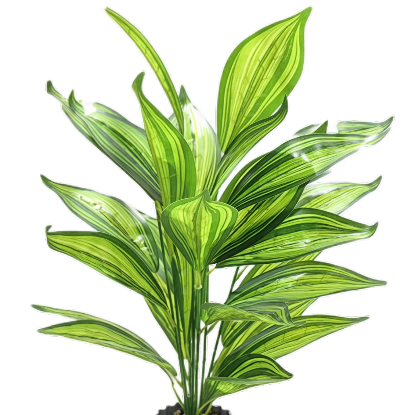 Artificial Dracaena 26B 50cm x 5 bunches