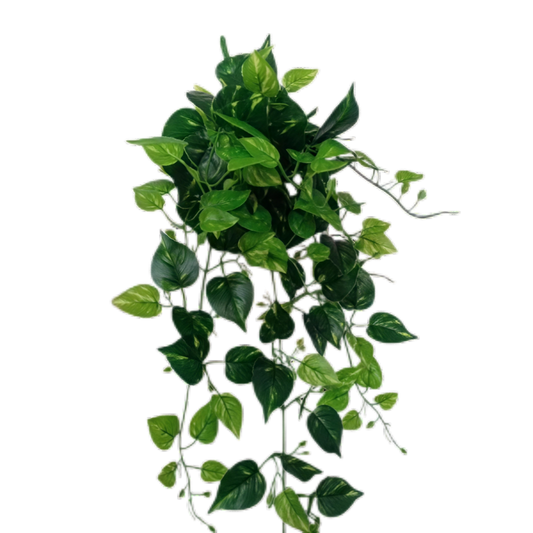 Artificial Pothos Creeper 80cm x 5 bunches