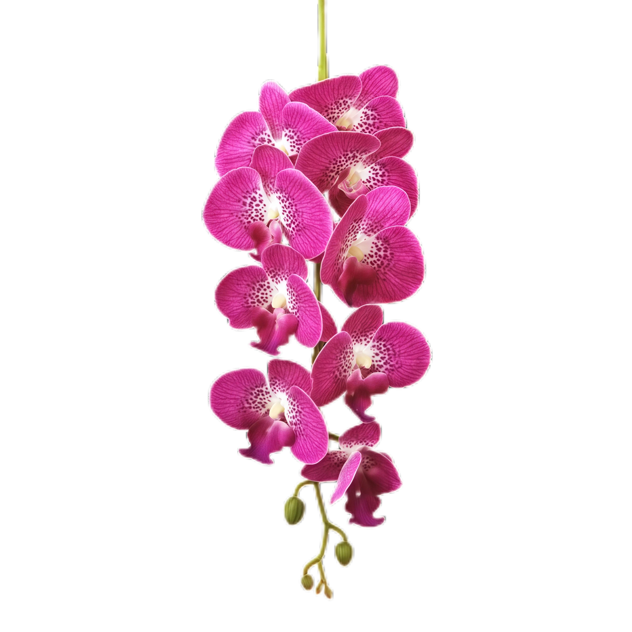 2-4cm Bud Artificial Orchid 9H 1m x 5 stalks