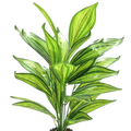 Artificial Dracaena 26B 50cm