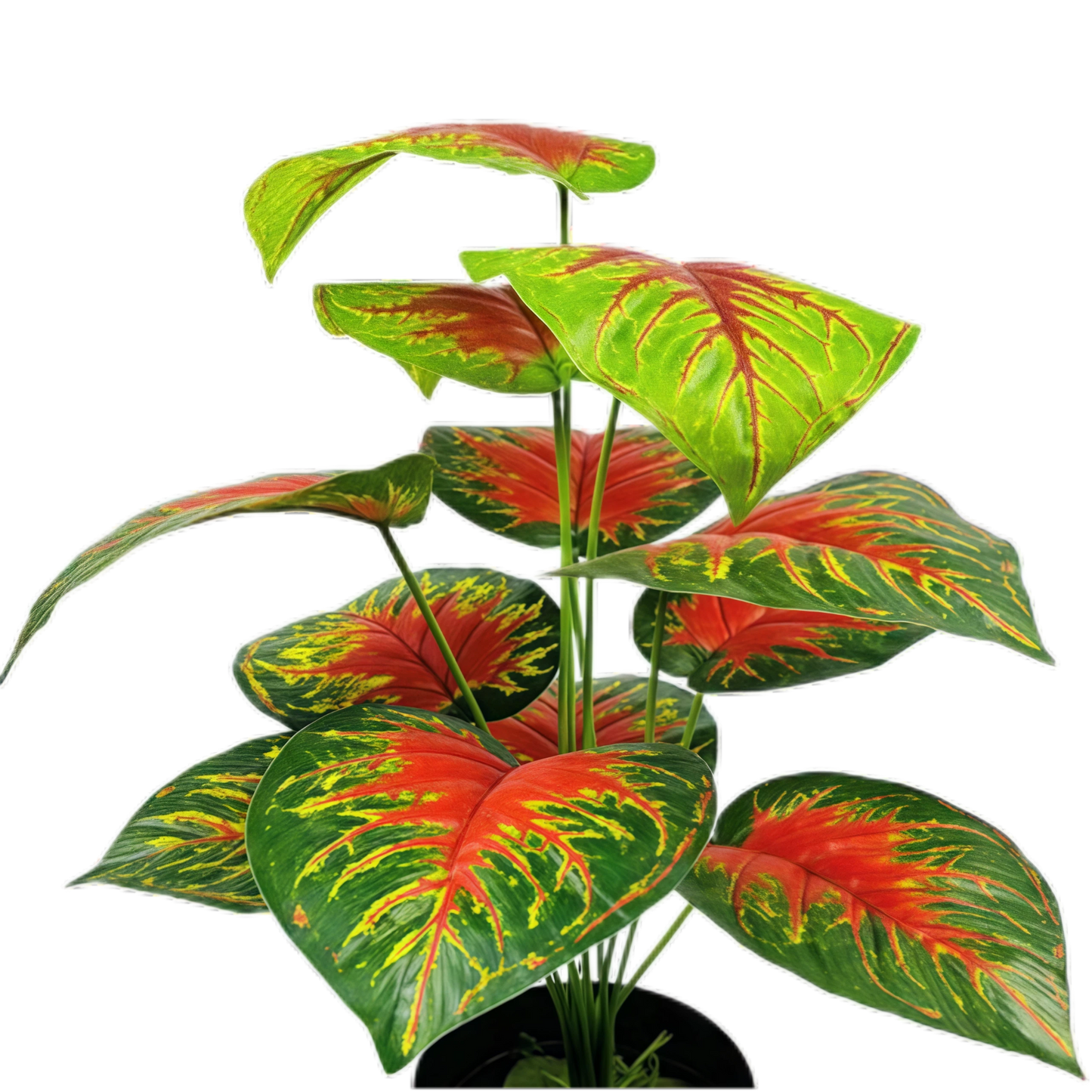 Artificial Caladium 12B 50cm x 5 bunches
