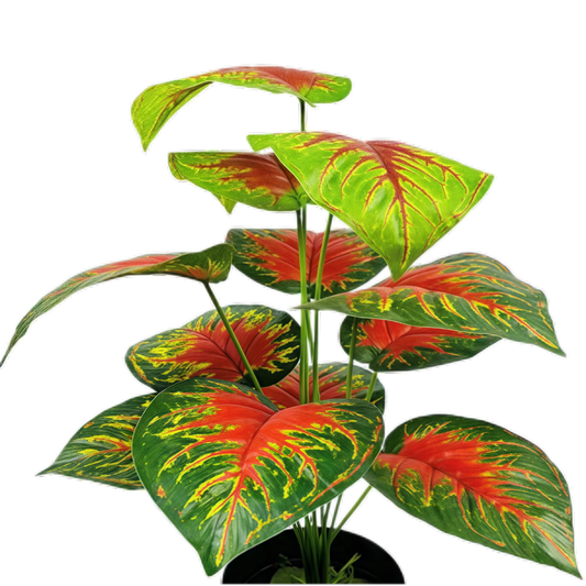 Artificial Caladium 12B 50cm x 5 bunches