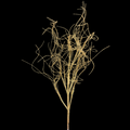6H Glitter Curly Twig