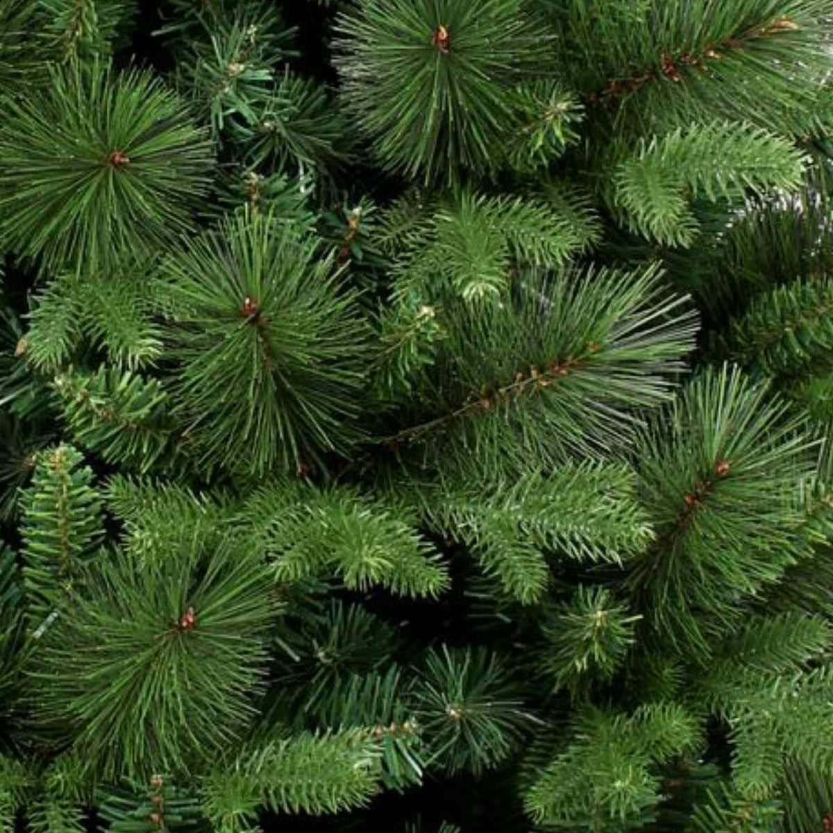 130T PE Pine PVC Garland 80cm